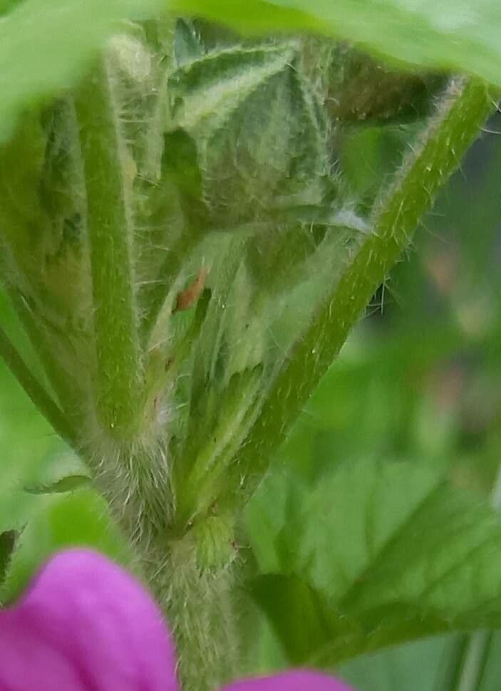 Malva selvatica 24