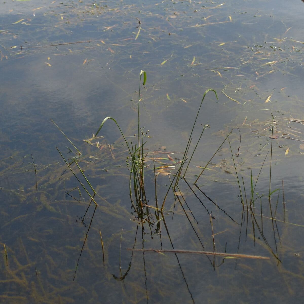 Sagittaria graminea 9