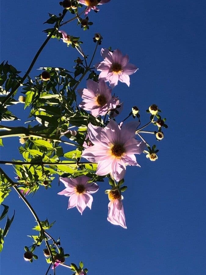 Dalia