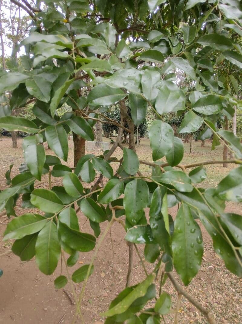 Perubalsam 4
