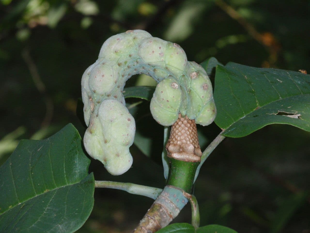 Magnolia di Campbell 4