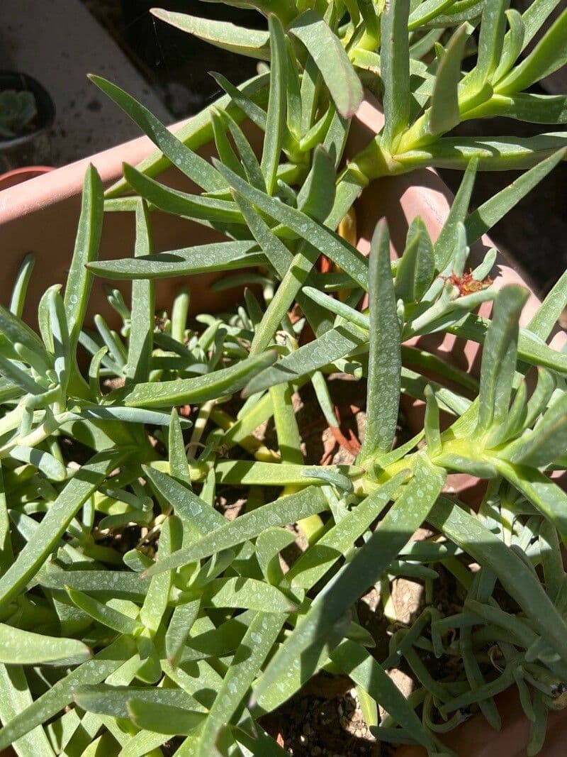 Lampranthe 6