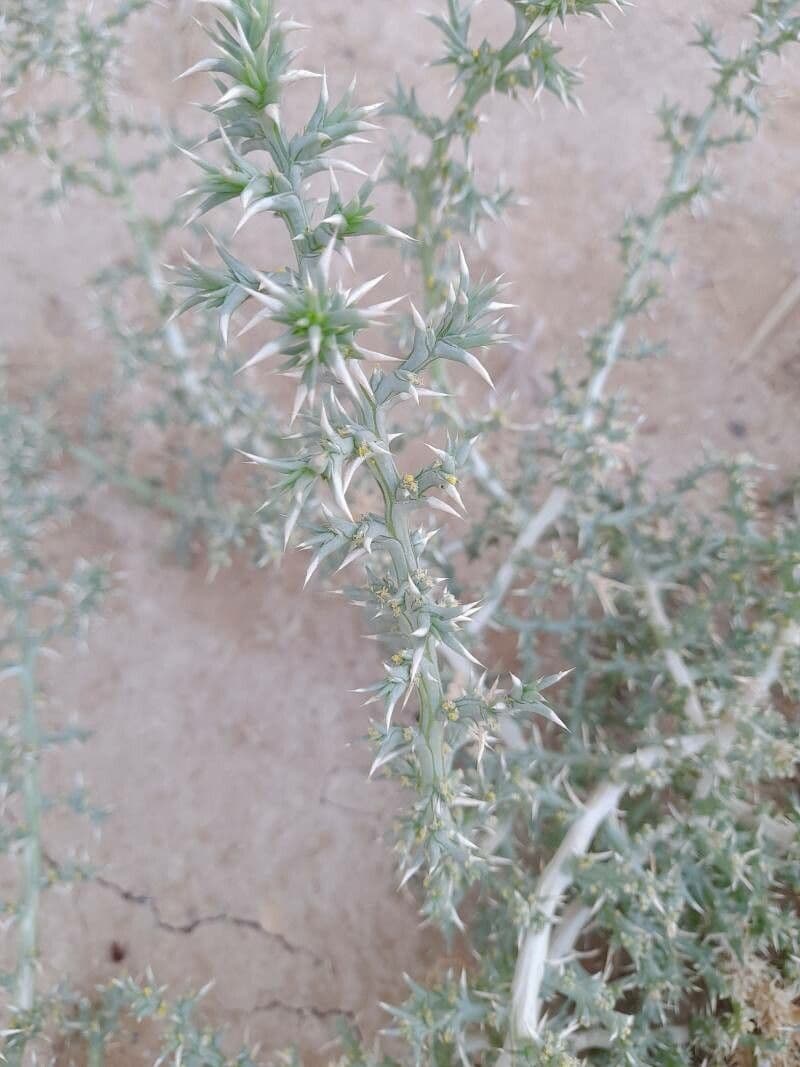 Cornulaca 12
