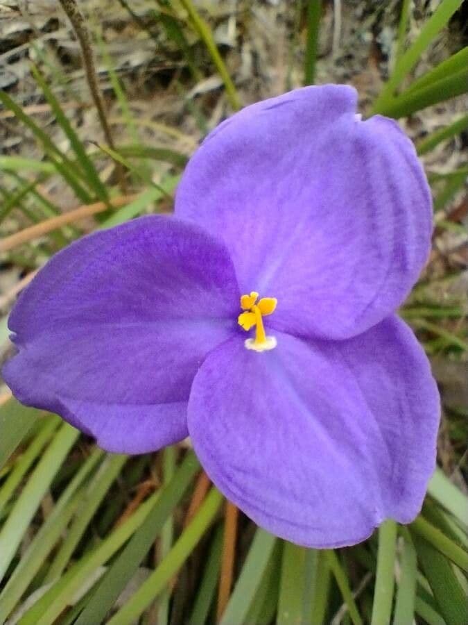Patersonia 5