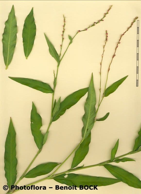 Persicaria ingannevole 15