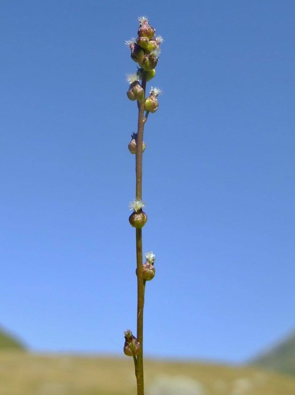 Giuncastrello palustre 9
