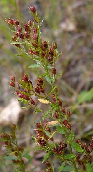 Lechea minore
