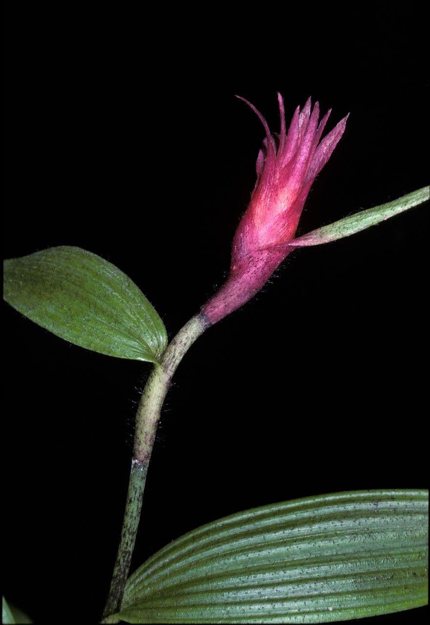 Elleanthus 5