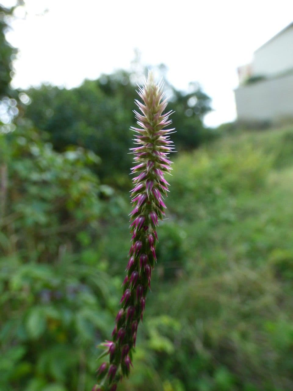 Achyranthes aspera 8