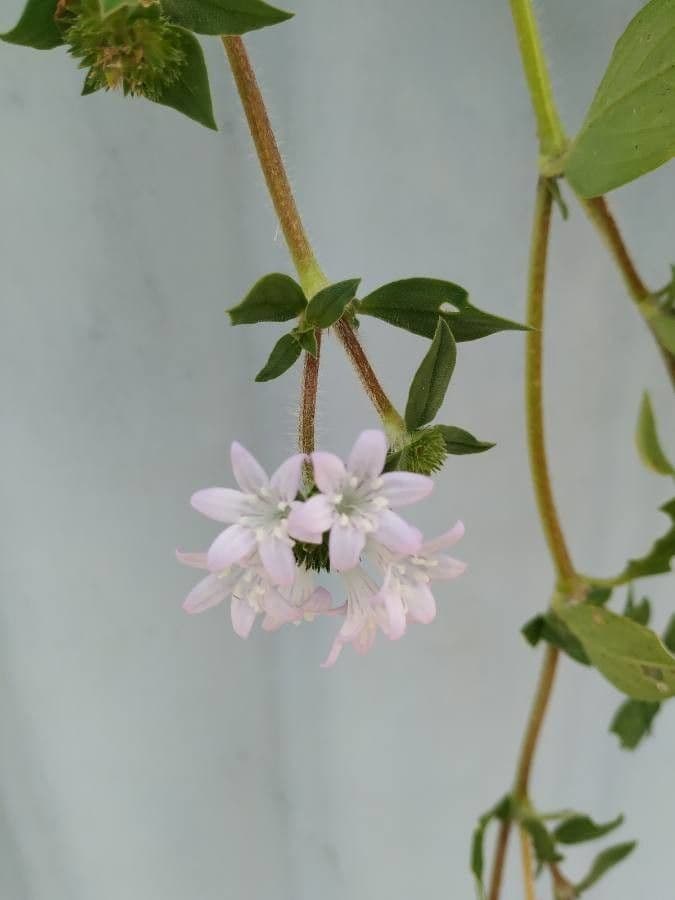 Richardia brasiliana 2