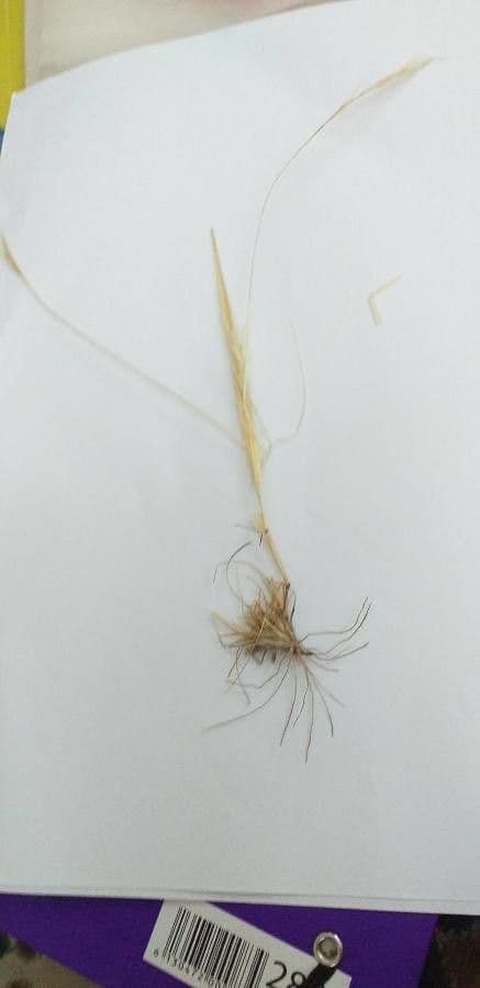 Aristida comune 18