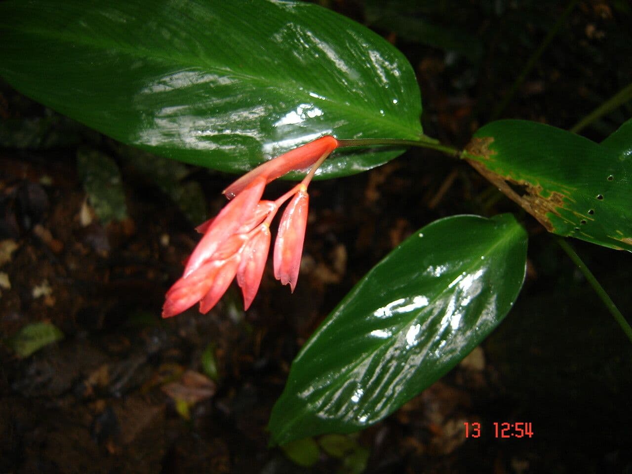 Ctenanthe 10