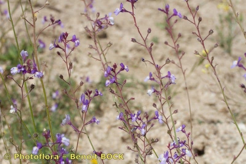 Linaria 7