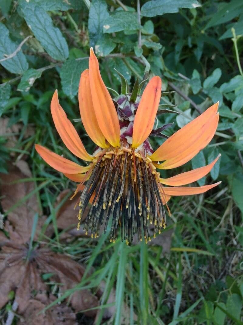 Mutisia