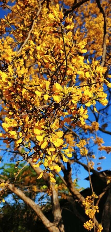 Pterocarpus erinaceus 4