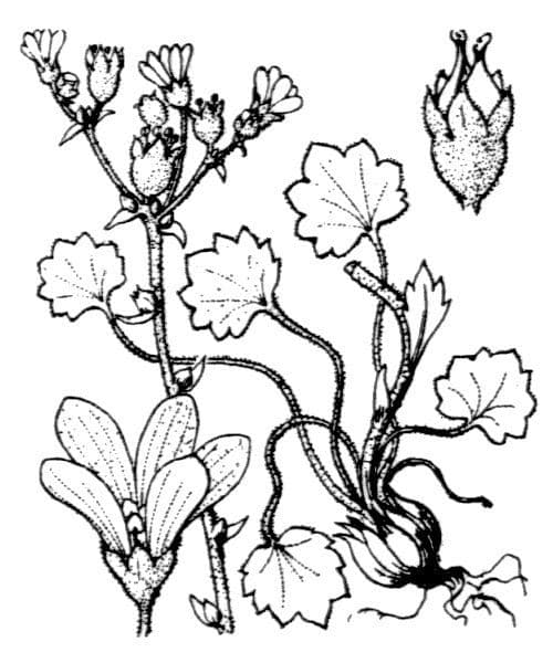 Sassifraga bulbifera 19