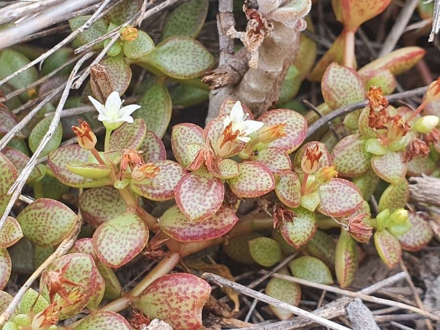Crassula di Volkens 9