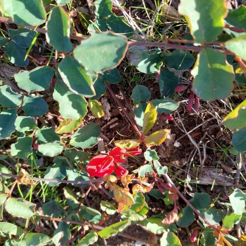 Kennedia prostrata 3