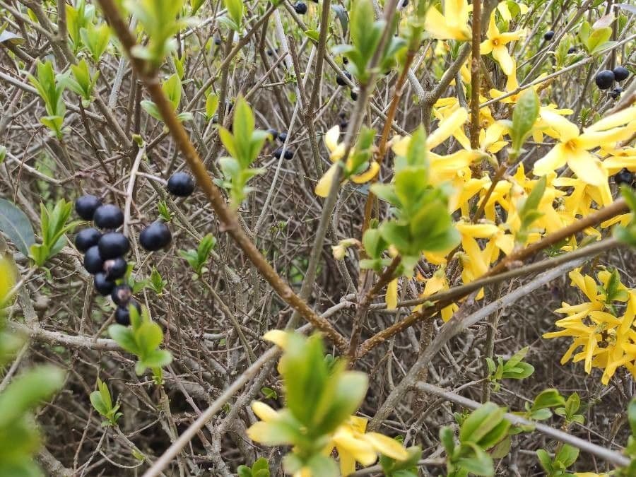 Forsythia pendula 2