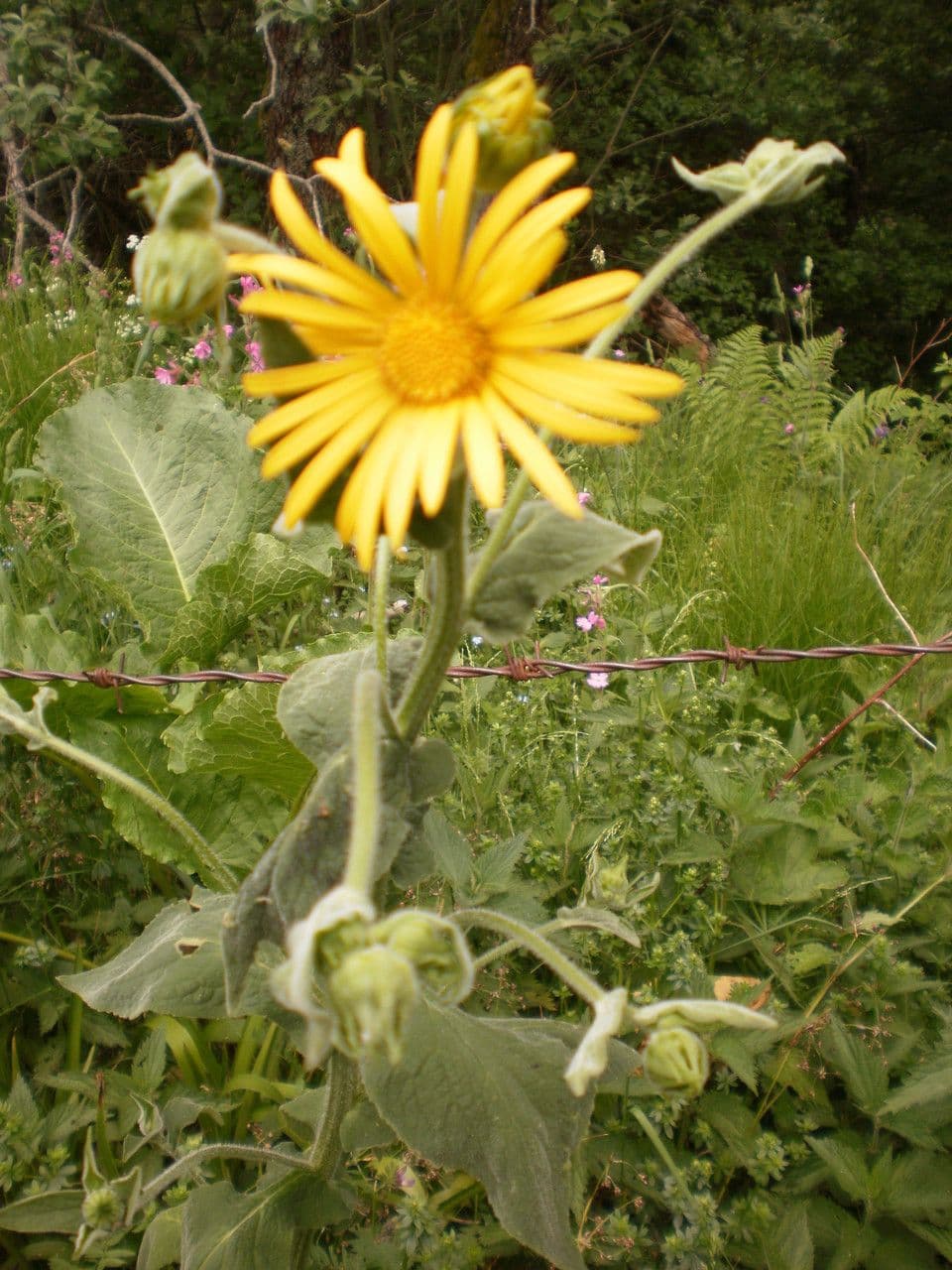 Doronicum austriacum 22