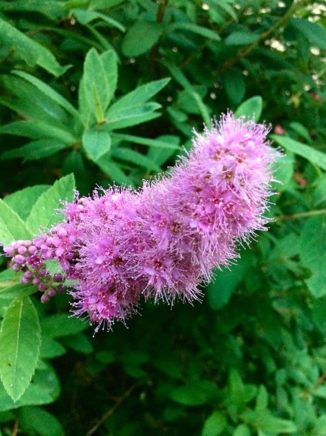 Spiraea di Douglas 9