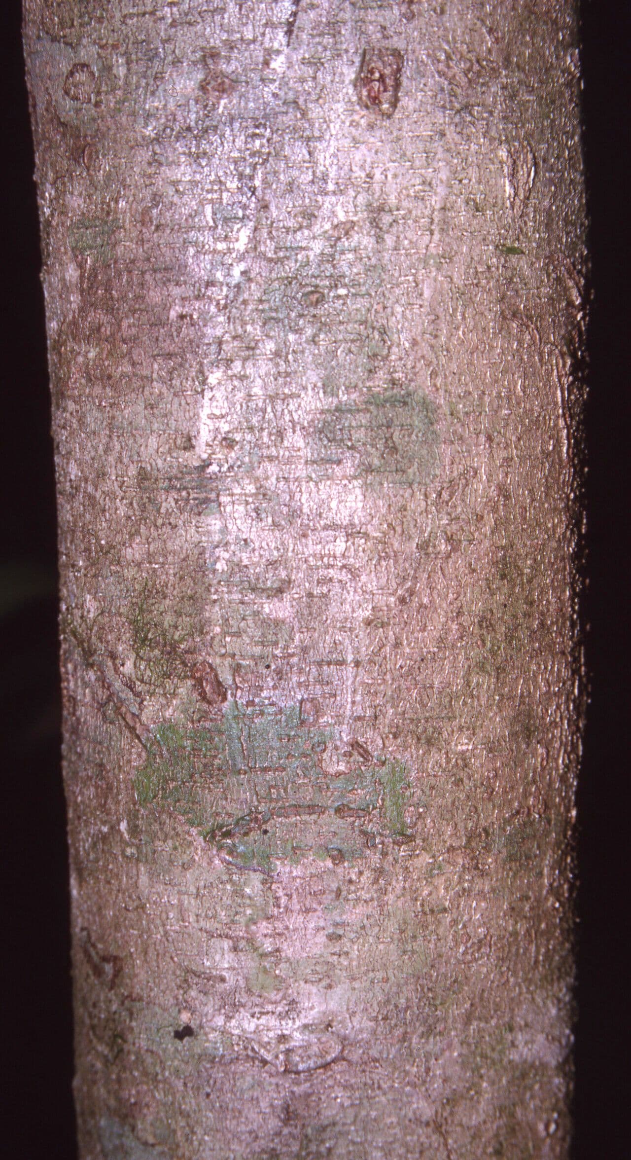 Inga 3