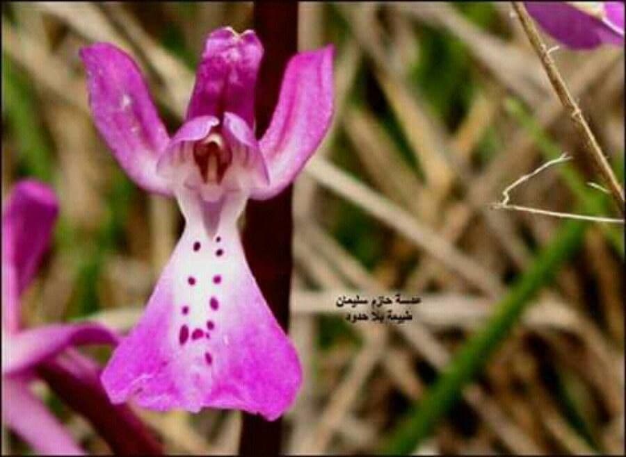 Orchis 5