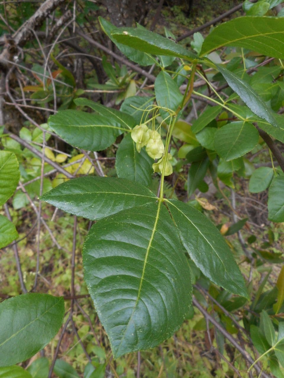 Ptelea crenulata 15