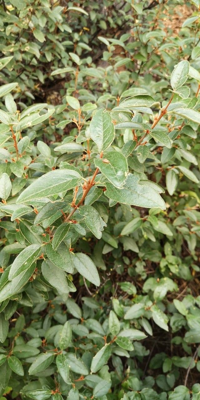 Shepherdia canadensis 15