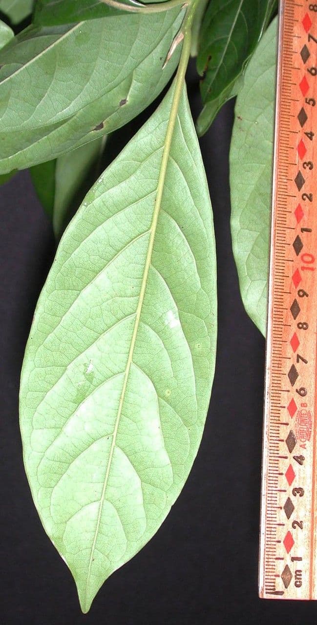 Laurel espada 14
