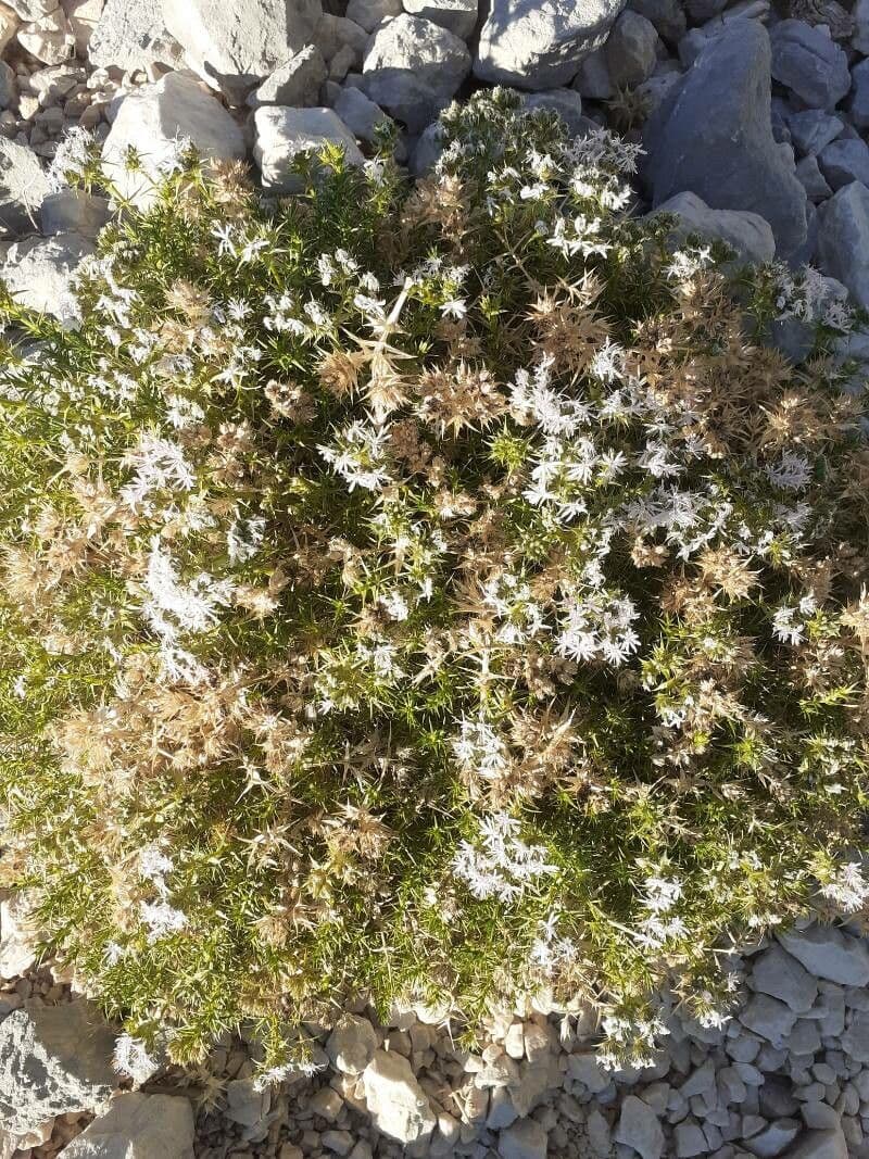 Drypis spinosa 3