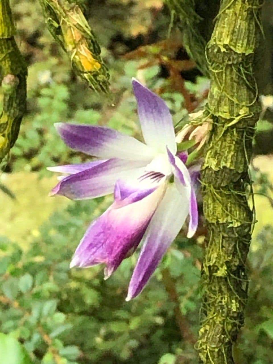 Dendrobium victoriae-reginae 6