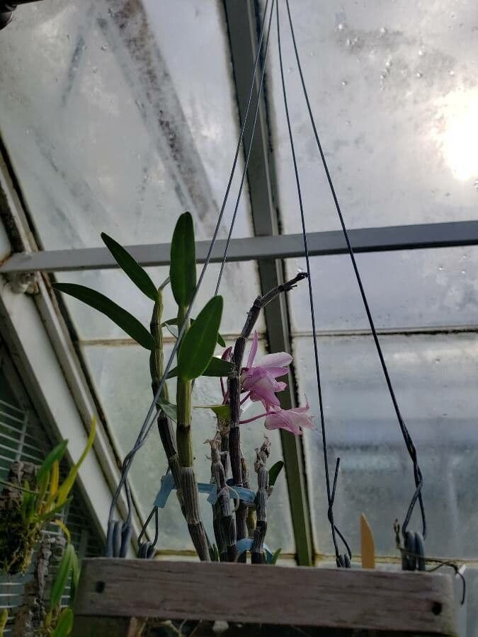 Dendrobium 4