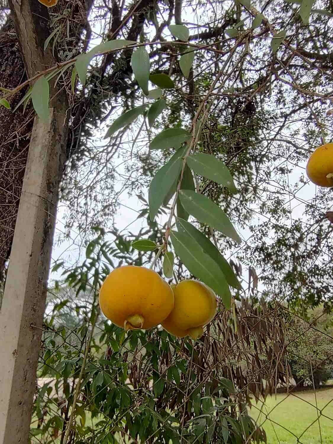 Eugenia 2