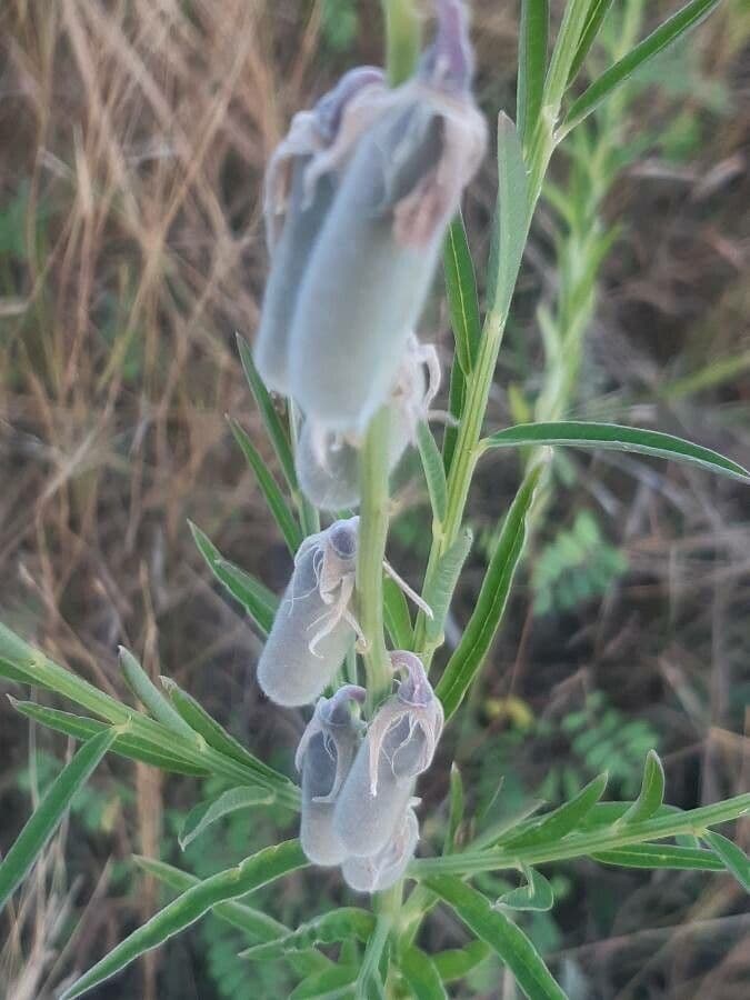 Crotalaria juncea