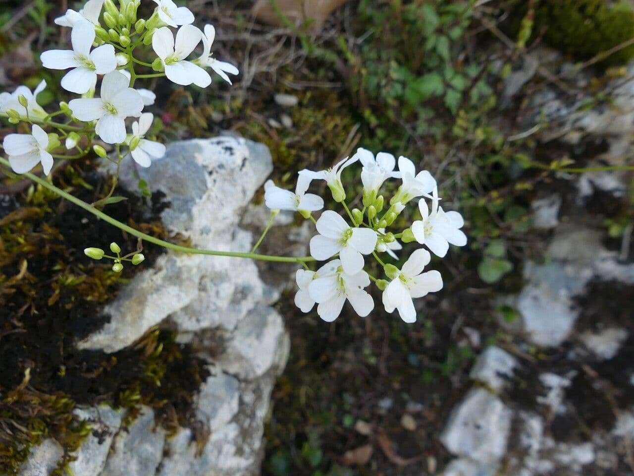Arabis procurrens