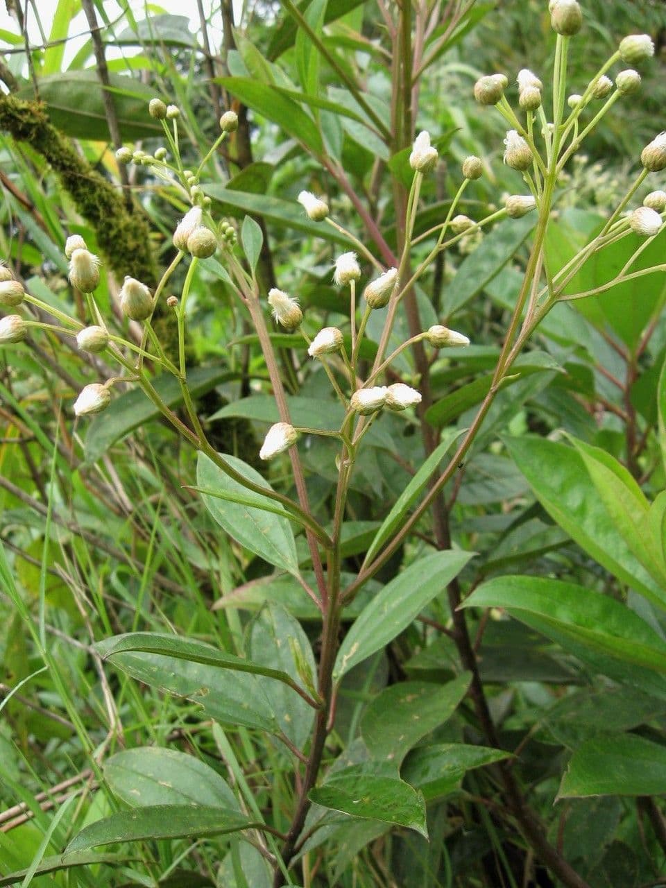 Baccharis stopkatá 3