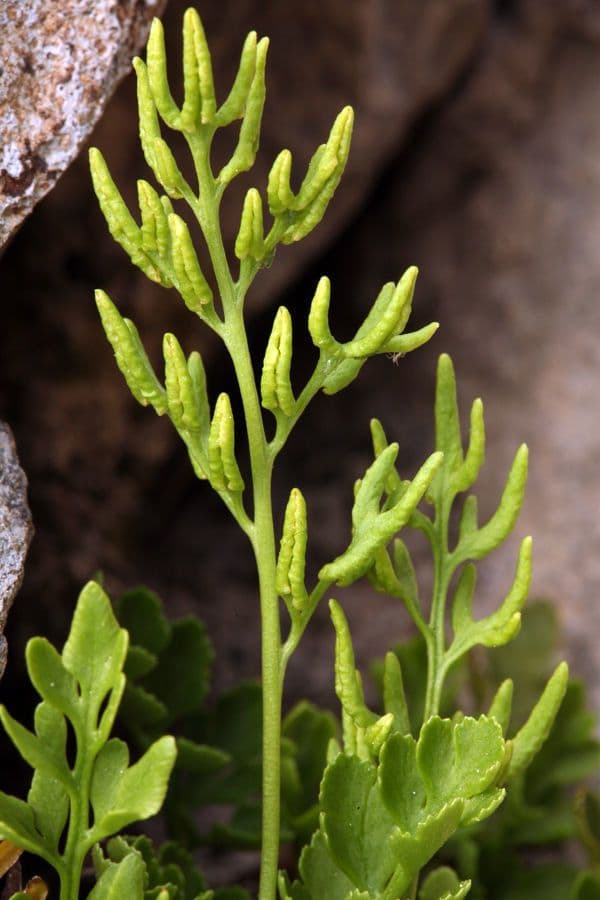 Kryptogramma 8