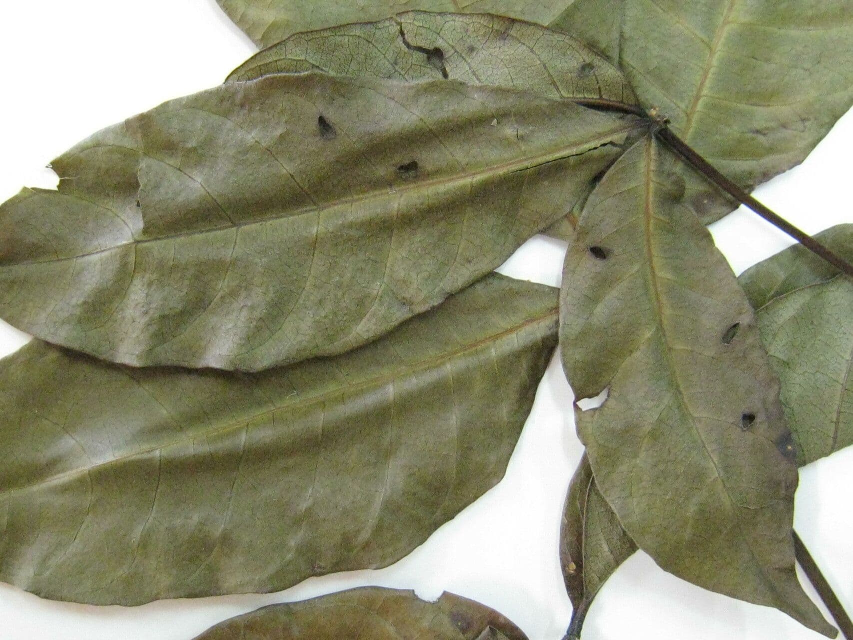 Pequi maloplodé 8