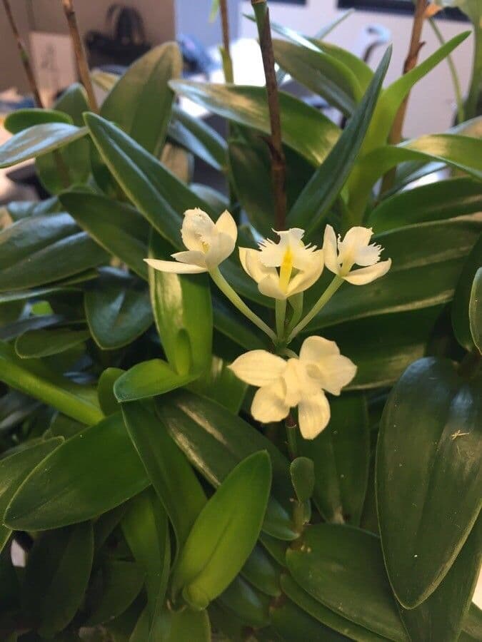 Epidendrum radicans 9