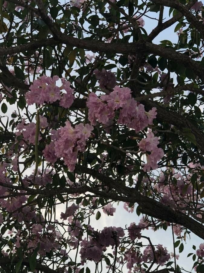 Tabebuia 5