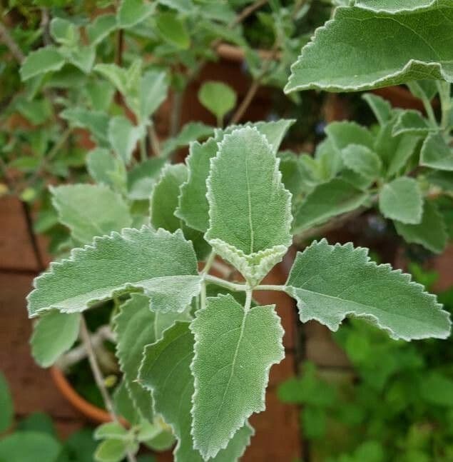 Lavanda del deserto 15