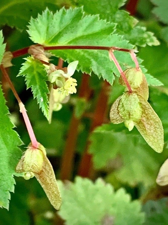 Begonia 3