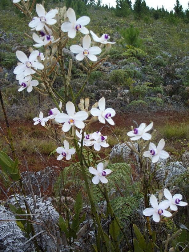 Eriaxis rigida 9
