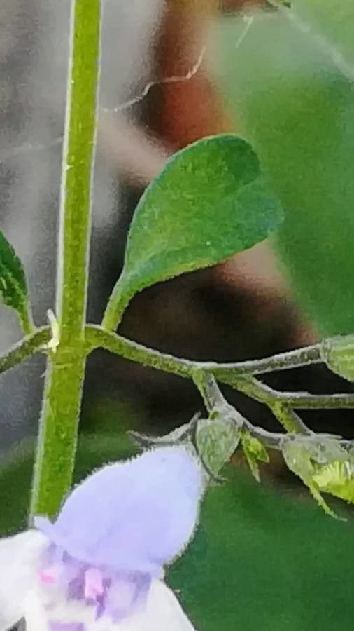 Nepitella 25