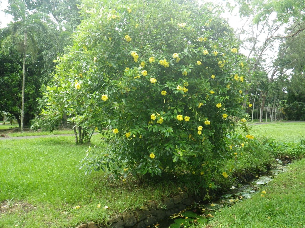 Allamanda 15