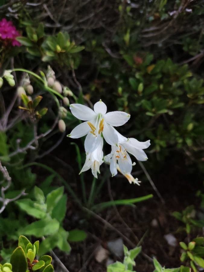 Giglio di monte 2