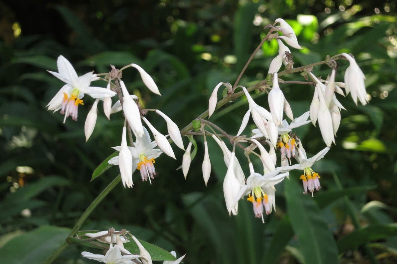 Arthropodium 17