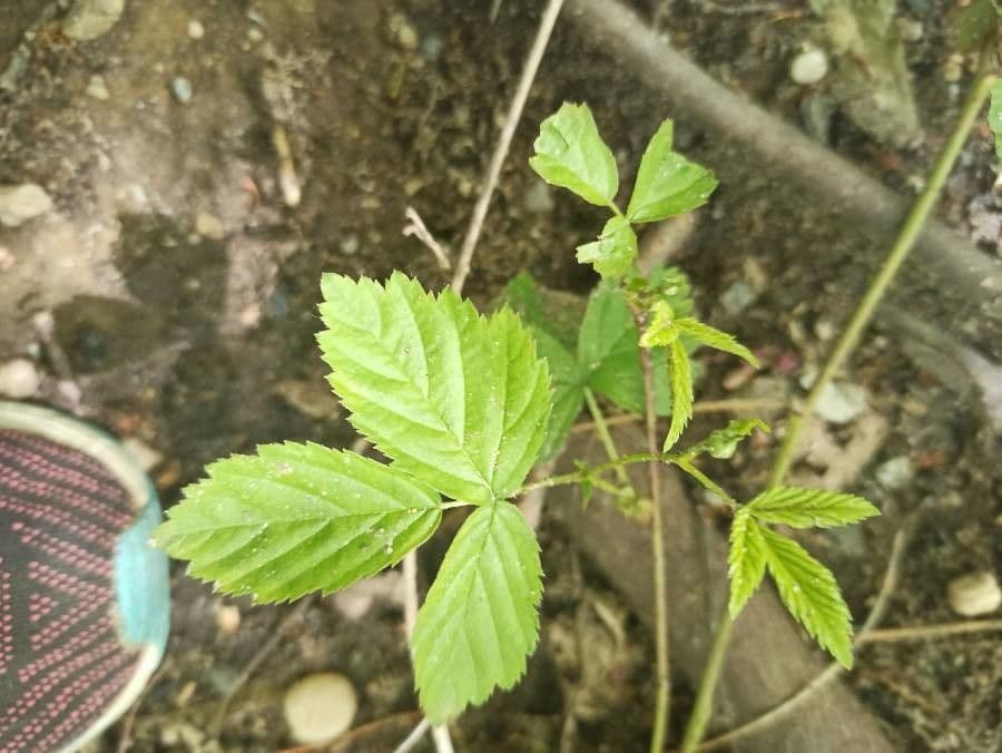 Rovo flagellare 13