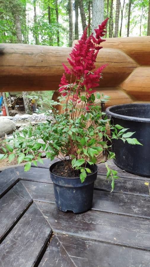 Astilbe giapponese 13